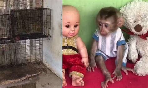 Believing everything is fake is an <b>abuse</b> far worse than you think. . Monkey abuse videos
